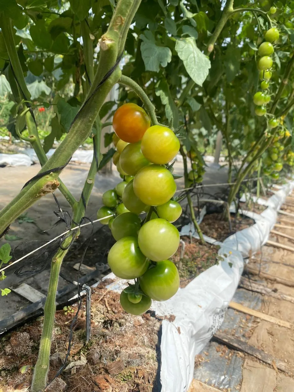 Tomate Cherry