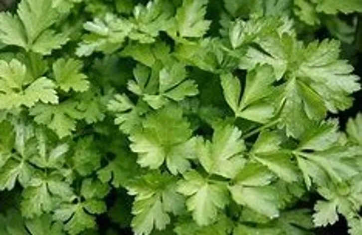 Cilantro