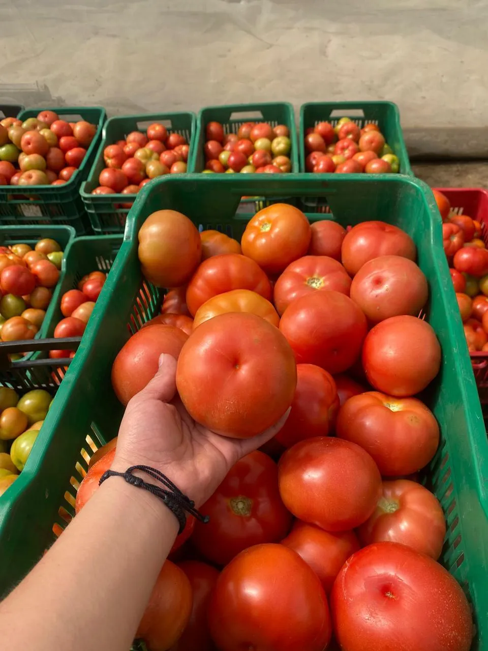 Tomate Manzano