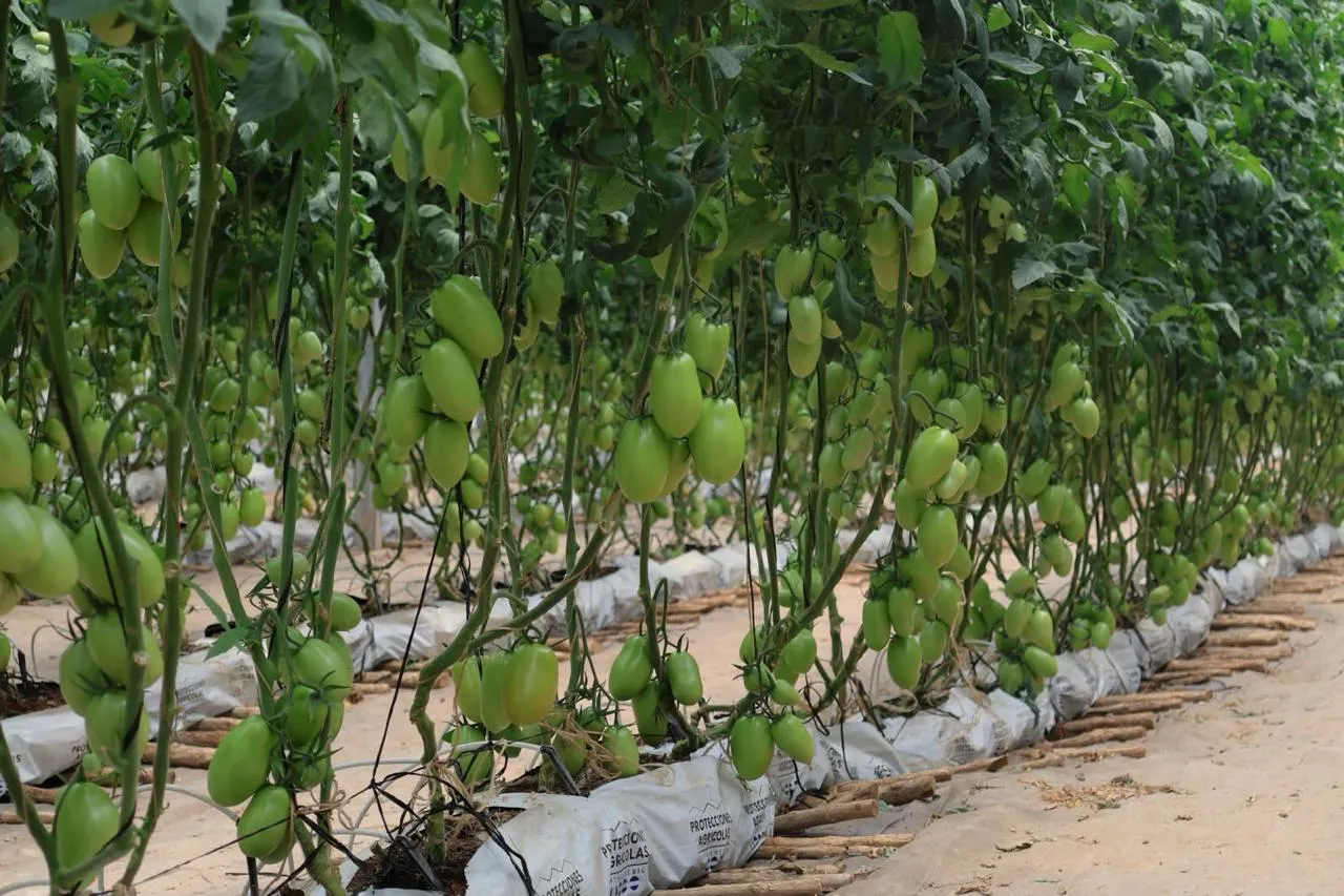 Cultivo Hidropónico Bajo Invernadero